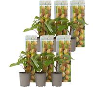 Kiwi - Set de 6 - Actinidia deliciosa 'Jenny' - Hauteur 20-40cm - ⌀9cm