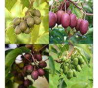 Kiwibeeren"Bestseller Quintet" - 5 plantes - directement par des spécialistes Kiwi avec garantie de sorten!