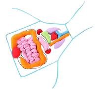 KIXZSAZ Tablier d'anatomie 3D Doux et Confortable, représentant Les Organes, pour Un Apprentissage ludique et éducatif de l'anatomie et de la physiologie chez Les Enfants. Modèle du Corps Humain pour
