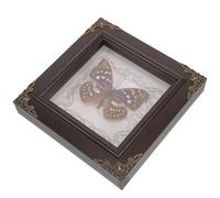 KJHBV Cadre en Bois Véritable Encadré Boîte d'Ombre Spécimen Insectes Séchés Décoration Murale pour Cabinet de Curiosités