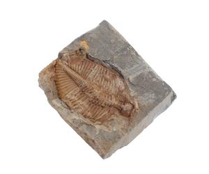 KJHBV Fossiles Véritables de Trilobites Anciens, Spécimens Naturels pour L'enseignement Scientifique Pierre Truche, pour Jeux D'archéologie et Exploration