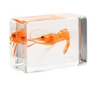 KJHBV Spécimen de Crevette en Résine Artificielle pour Éducation et Collection Scientifique, Design Créatif, Léger et Facile à Placer, Outil Pédagogique Portable