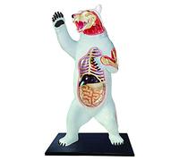 KJMWXOP Modèle Anatomique 4D d'ours Blanc, composé de 36 Organes. Jouet éducatif d'anatomie Animale pour Enfants, idéal pour l'apprentissage de la médecine.
