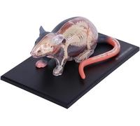 KJMWXOP Modèle d'anatomie Animale, modèle Anatomique de Souris 4D avec 29 Organes et Parties du Corps détachables, pour Les médecins et Les vétérinaires, Outil d'étu