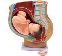 KJMWXOP Modèle d'anatomie Scientifique, modèle d'anatomie reproductive du Bassin féminin, modèle Anatomique médical Grandeur Nature du Bassin d'une Femme Enceinte avec Un bébé de