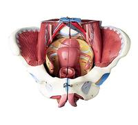 KJMWXOP Modèle de Bassin féminin Grandeur Nature 1:1 avec Muscles du Plancher pelvien Modèle d'anatomie féminine du périnée Modèles anatomiques Amovibles d'anatomie de la reprodu