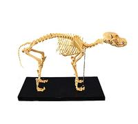 KJMWXOP Modèle d'os de Squelette de Chien Animal Modèle d'os de Squelette canin - Enseignement de l'anatomie Animale pour Chiens Squelette Anatomique de Chien 42 * 20 * 35 cm Mod