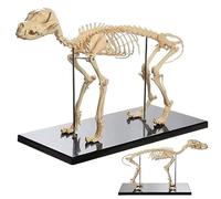 KJMWXOP Modèle osseux de Squelette canin, Anatomie Animale, enseignement, Squelette de Chien Anatomique en PVC pour la biologie Humaine, Outil de démonstration vétérinaire, ensei