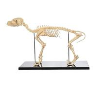 KJMWXOP Modèle osseux de Squelette canin, modèle d'enseignement de l'anatomie Animale, Squelette de Chien Anatomique en PVC pour la biologie Humaine, Outil de démonstration vétér