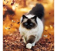 KKKKX Broderie Cross stitch kit Chat sur les feuilles 40x50cm DIY art kit de point de croix broderie, adapté aux débutants pour décorer à la maison (Toile pré-imprimée 14CT)