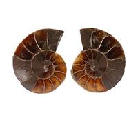 Klanata 2PCS Spécimen e spécimen d'ammonite spécimen e Shell Madagascar Pierres et minéraux (Diamètre 2cm)