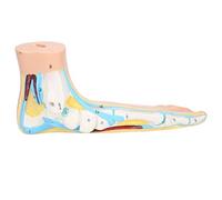 Klanata Human Foot Anatomy Modèle pour enseigner aux adultes, affichage musculaire et recherche, accessoires éducatifs pour l'étude médicale (Pieds plats)