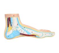 Klanata Human Foot Anatomy Modèle pour enseigner aux adultes, affichage musculaire et recherche, accessoires éducatifs pour l'étude médicale (Jambes normales)