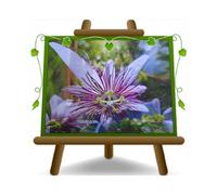 Klara Plante grimpante en pot de 17 cm, hauteur 70 cm