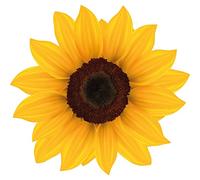 Kleberio Autocollant pour voiture - Résistant aux intempéries - Motif fleurs poubelles - Prairie fleurie - Décoration de fenêtre - 20 x 19 cm - Tournesol jaune