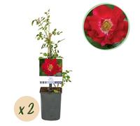 Klimroos - Rosier grimpant - Rosa red - Fleurs rouges - Peu d'entretien - 2 plantes - 30-40cm - Ø10cm - Plante de jardin