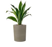 Kloris Barocco Pot de Fleurs cylindrique 40 Taupe polyéthylène diamètre 35 cm Hauteur 40 cm Profondeur Compartiment 17 cm