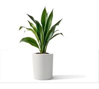 Kloris Jardinière cylindrique Baroque 40 Blanc polyéthylène diamètre 35 cm Hauteur 40 cm Profondeur Compartiment 17 cm