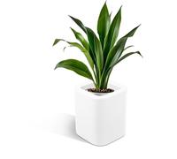 Kloris Porte-Pot planteur Colonne carrée 30 x 30 x 35 cm h polyéthylène Blanc Profondeur 14 cm