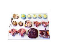 KMHHAG Fertilisation humaine et embryon précoce modèle de développement médical 16 parties démonstration gynécologie enseignement planification familiale affichage