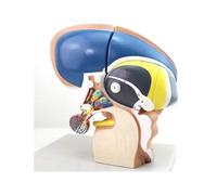 KMHHAG Modèle de cerveau humain Thalamus Intuitif Cerveau Divin Anatomie Médicale École Enseignement Aides à la Formation