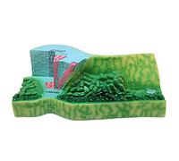 KMXNSJZS Modèle Anatomique De La Structure d'une Feuille - Modèle D'Anatomie Végétale - pour L'Étude en Classe De Sciences Et l'enseignement Médical