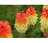 Kniphofia 20 Graines, Faux Aloes, Tison de Satan, Tritoma- plante vivace, fleurs sauvages