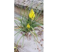 Kniphofia POCO® YELLOW 'Tnknipy' / Tritoma compact jaune/Tison de satan/Conteneur de 2 à 2.9 litres/Vivace