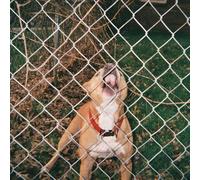 Knocked Loose Pop Culture (Vinyl) 12" EP Coloured Vinyl