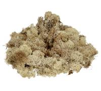 Knorr Prandell 6695973 Mousse d'Islande Naturelle Claire