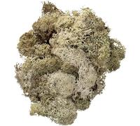 Knorr Prandell Mousse d'Islande, Décor Naturel, 50 g, Suspendu, Pour la décoration, Fêtes et occasions spéciales, Pendaison de Crémaillère, Anniversaire, Noël