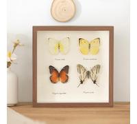 KnSam Cadre Photo Carré, 23x23cm-3cm, Cadre Photo en Bois Noyer, Spécimen de Papillons, Plantes