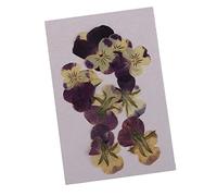 Koautios 10 Fleurs de Pensées Séchées et Pressées pour La Création de de Téléphone, de Marque-Pages et de Bijoux en Résine.