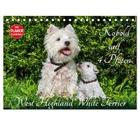 Kobold auf 4 Pfoten - West Highland White Terrier (Tischkalender 2026 DIN A5 quer), CALVENDO Monatskalender: West Highland White Terrier begleiten auf bezaubernden Fotos durch das Jahr