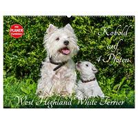 Kobold auf 4 Pfoten - West Highland White Terrier (Wandkalender 2026 DIN A2 quer), CALVENDO Monatskalender: West Highland White Terrier begleiten auf bezaubernden Fotos durch das Jahr