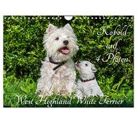 Kobold auf 4 Pfoten - West Highland White Terrier (Wandkalender 2026 DIN A4 quer), CALVENDO Monatskalender: West Highland White Terrier begleiten auf bezaubernden Fotos durch das Jahr