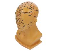 KOCKSHION Modèle Acupuncture De Tête Pour Enseignement Des Points Acupoints Pour Démonstrations École Hôpital Ou Laboratoire