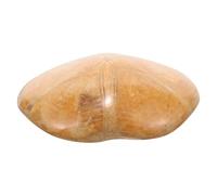 KOCKSHION Spécimen Étoile de Mer Naturelle Fossile Paléontologique Léger et Portable pour Collection Décoration et Enseignement Classe Domicile