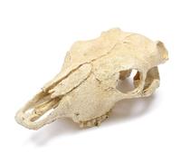 Kocris Casa Dinosaure Décoration D'Aquarium Décor Decoration Crane Tete De Mort Halloween Decoration Deco Crâne Terrarium Squelette Paysagère pour Aquarium