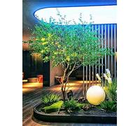 KOIAMVZW Olive simulé Grand Plancher au Plafond bionique Plante Verte bionique intérieure et Paysage de Paysage de Paysage aménagement paysager Faux Arbre H 1m / 3,2 Pieds