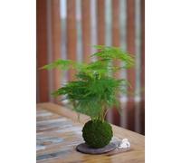 Kokedama bassin du congo ichi