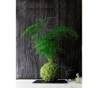 Kokedama bassin du congo ni