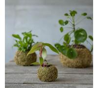 Kokedama boule mousse 9 cm vert