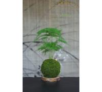 Kokedama magnet helmotz
