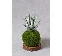 Kokedama magnet lushan