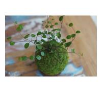 Kokedama magnet tesla