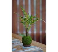 Kokedama magnet tongariro