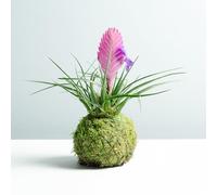 Kokedama Tillandsia Rose | Kokedama Naturel | Technique Japonaise | Boule de Mousse | Décoration | Maison | Kokedama d’Intérieur | Entretien Facile