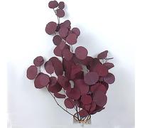 KOKITS Eucalyptus Fleurs Séchés Naturel Eucalyptus Branches Fleurs Séchées la décoration, Feuilles de Jardin, Plantes Vertes pour fête, Famille