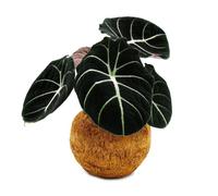 Kokodama Alocasia reginula Black Velvet Flèche dans un récipient en kokodama env. 15 cm